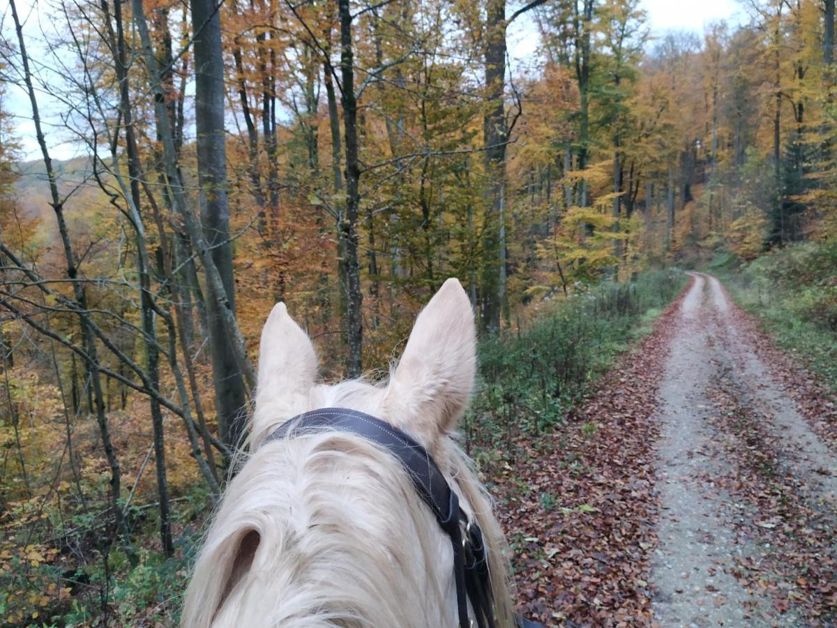 L'Echappee Verte - Gite Equestre 5 Pers Soucht Buitenkant foto