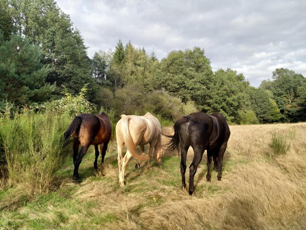 L'Echappee Verte - Gite Equestre 5 Pers Soucht Buitenkant foto