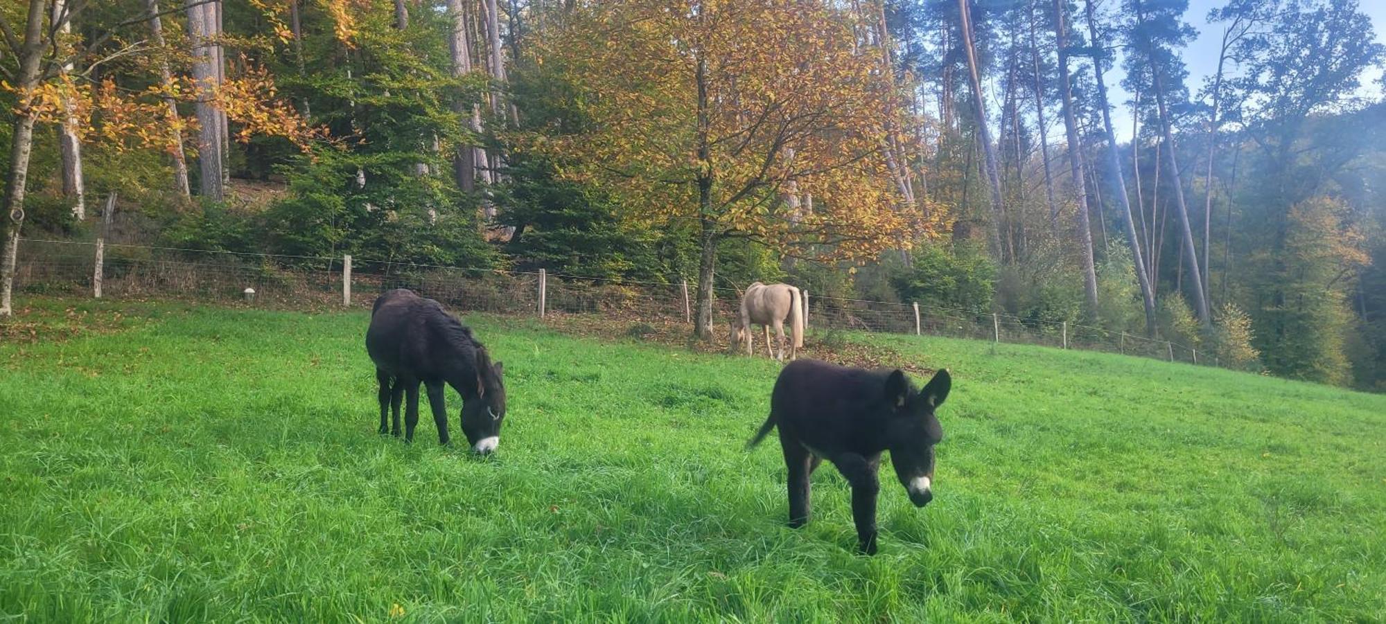 L'Echappee Verte - Gite Equestre 5 Pers Soucht Buitenkant foto