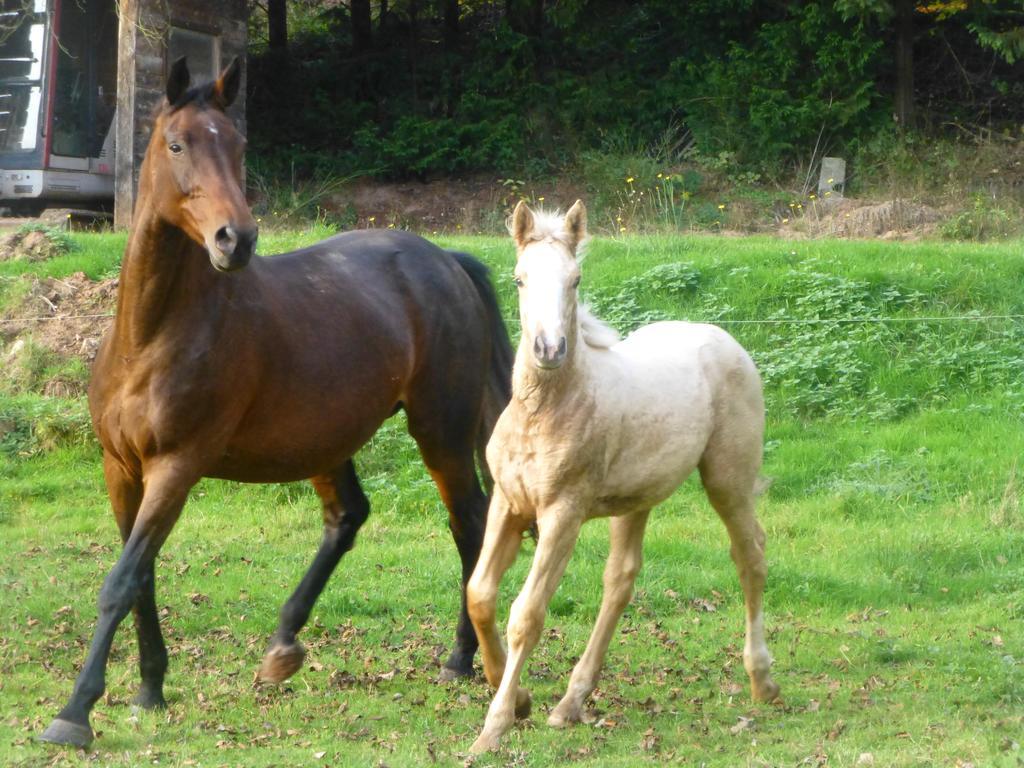 L'Echappee Verte - Gite Equestre 5 Pers Soucht Buitenkant foto