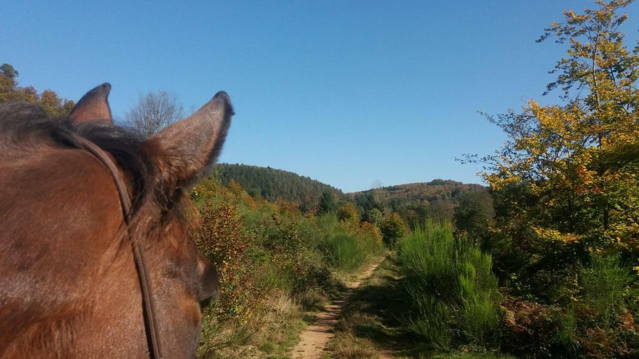 L'Echappee Verte - Gite Equestre 5 Pers Soucht Buitenkant foto